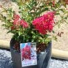 Lagerstroemia Indica Terrasse Rouge - Lilas Des Indes 2 Lagerstroemia Indica Terrasse Rouge - Lilas Des Indes -Naturelle Boutique Lagerstroemia indica Terrasse Rouge 87451 1