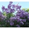 Lagerstroemia Indica Violacea - Lilas Des Indes -Naturelle Boutique Lagerstroemia indica Violacea 83483 1