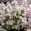 Lilas Des Indes 'With Love Babe' -Naturelle Boutique Lagerstroemia indica With Love Babe Milaperl Lilas des Indes copyright 1006871 1