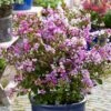 Lilas Des Indes - Lagerstroemia Indica Eternal With Love -Naturelle Boutique Lagerstroemia indica With Love Eternal Milavio Lilas des Indes copyright 1006951 1