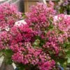 Lagerstroemia Indica With Love Kiss Milarosso - Lilas Des Indes
