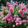 Lagestroemia Indica World's Fair - Lilas Des Indes Rose Framboise 2 Lagestroemia Indica World's Fair - Lilas Des Indes Rose Framboise -Naturelle Boutique Lagerstroemia indica Worlds Fair ld HansJE 781739 1