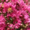Lagerstroemia Indica Yang Tse - Lilas Des Indes -Naturelle Boutique Lagerstroemia indica Yang Tse 87465 1