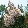 Lagerstroemia Indica Kimono - Lilas Des Indes Blanc 2 Lagerstroemia Indica Kimono - Lilas Des Indes Blanc -Naturelle Boutique Lagerstroemia indica ld littlegemtrees 80027 1