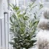 Laurier Cerise - Prunus Laurocerasus Elly 1 Laurier Cerise - Prunus Laurocerasus Elly -Naturelle Boutique Laurier cerise Prunus laurocerasus Elly copyright 179320 1