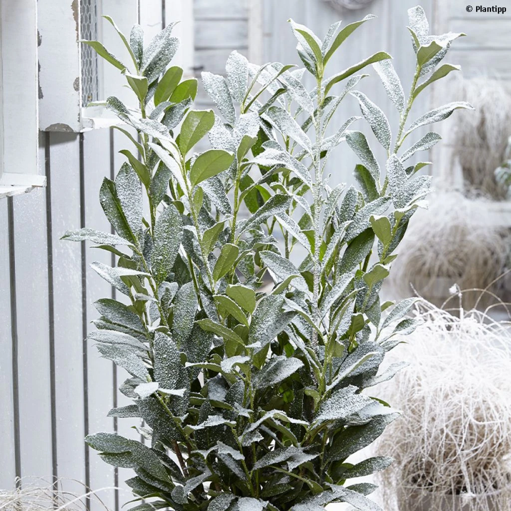 Laurier Cerise - Prunus Laurocerasus Elly 3 Laurier Cerise - Prunus Laurocerasus Elly