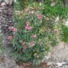 Laurier Rose Variegata - Nerium Oleander -Naturelle Boutique Laurier rose Variegata 87059 1