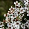 Leptospermum Scoparium Blanc -Naturelle Boutique Leptospermum scoparium Blanc 83356 2