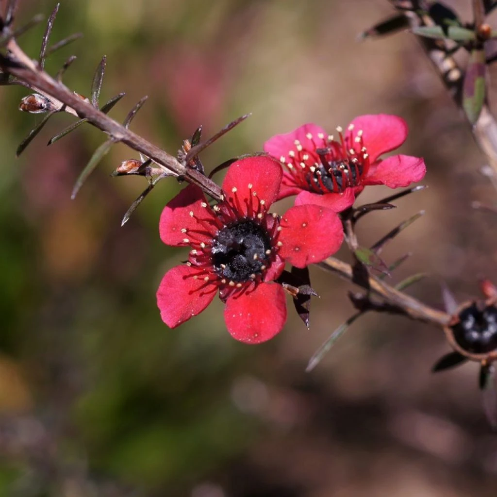 Leptospermum Scoparium Nanum Kiwi - Arbre à Thé De Nouvelle-Zélande 3 Leptospermum Scoparium Nanum Kiwi - Arbre à Thé De Nouvelle-Zélande