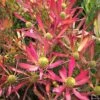 Leucadendron Cheeky 2 Leucadendron Cheeky -Naturelle Boutique Leucadendron Cheeky IF 16676 1