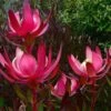 Leucadendron Fireglow -Naturelle Boutique Leucadendron Fireglow 83362 1