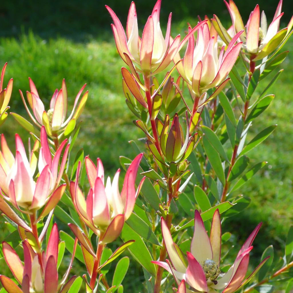 Leucadendron Jack Harre 3 Leucadendron Jack Harre