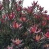 Leucadendron Safari Sunset -Naturelle Boutique Leucadendron Safari Sunset 83363 1