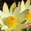 Leucadendron Sundance -Naturelle Boutique Leucadendron Sundance 83364 1