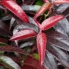 Leucothoe Fontanesiana Crimson Globe 2 Leucothoe Fontanesiana Crimson Globe -Naturelle Boutique Leucothoe fontanesiana Crimson Globe V 18258 1