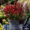 Leucothoe Fontanesiana Little Flames -Naturelle Boutique Leucothoe fontanesiana Little Flames 89655 1