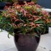 Leucothoe Keiskei Burning Love -Naturelle Boutique Leucothoe keiskei Burning Love 84127 3 1