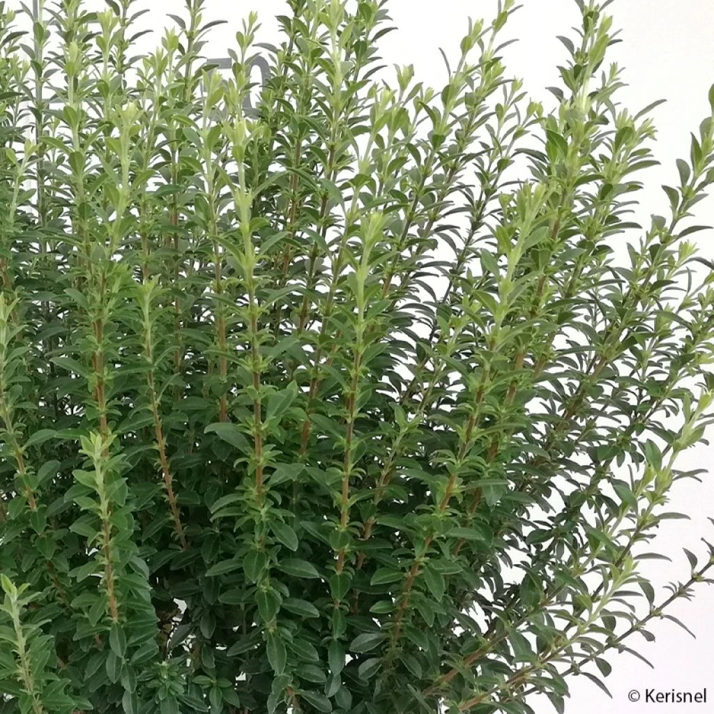 Troène De Chine - Ligustrum Sinense Eugene Clive 3 Troène De Chine - Ligustrum Sinense Eugene Clive