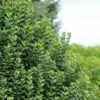 Ligustrum Vulgare Straight Talk - Troène Commun 1 Ligustrum Vulgare Straight Talk - Troène Commun -Naturelle Boutique Ligustrum vulgare straight Talk V 89533 1