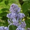 Lilas - Syringa Vulgaris Capitaine Baltet 1 Lilas - Syringa Vulgaris Capitaine Baltet -Naturelle Boutique Lilas Capitaine Baltet Syringa vulgaris 82627 1