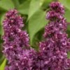 Lilas - Syringa Vulgaris Charles Joly -Naturelle Boutique Lilas Charles Joly 0567 1