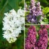 Lilas - Syringa Three Sisters -Naturelle Boutique Lilas Syringa Three Sisters copyright adobestock 19048 1