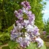 Lilas Commun - Syringa Vulgaris Konchalovskii 1 Lilas Commun - Syringa Vulgaris Konchalovskii -Naturelle Boutique Lilas commun Syringa vulgaris Konchalovskii LD 1008742 1