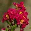 Lilas Des Indes - Lagerstroemia Indica Caroline Beauty 2 Lilas Des Indes - Lagerstroemia Indica Caroline Beauty -Naturelle Boutique Lilas des Indes Lagerstroemia indica Caroline Beauty copyright 1006911 1