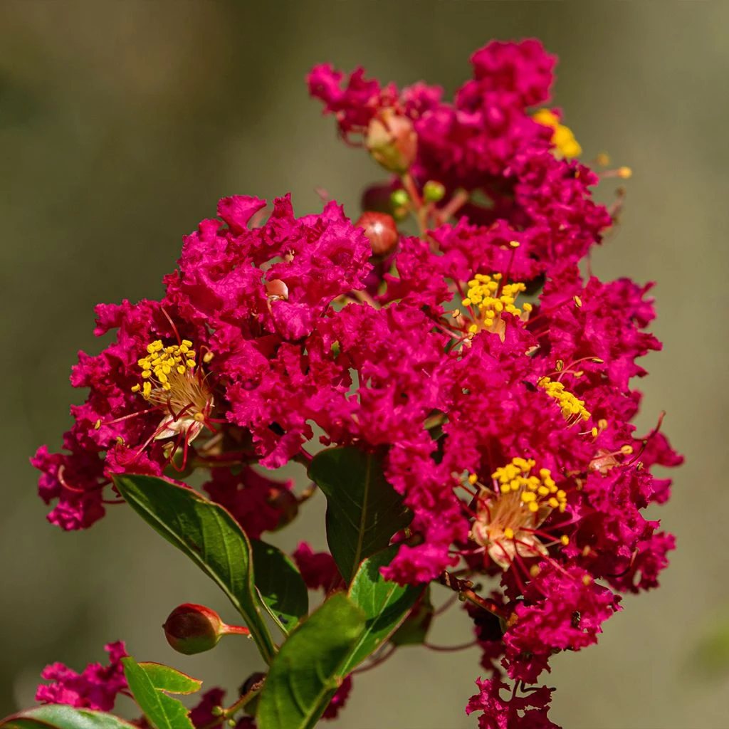 Lilas Des Indes - Lagerstroemia Indica Caroline Beauty 3 Lilas Des Indes - Lagerstroemia Indica Caroline Beauty