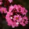 Lilas Des Indes - Lagerstroemia Indica Enduring Pink -Naturelle Boutique Lilas des Indes Lagerstroemia indica Enduring Pink IF 1001392 1