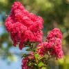 Lilas Des Indes - Lagerstroemia Indica Enduring Red -Naturelle Boutique Lilas des Indes Lagerstroemia indica Enduring Red copyright 1006932 1
