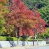 Liquidambar Formosana - Copalme De Chine 1 Liquidambar Formosana - Copalme De Chine -Naturelle Boutique Liquidambar formosana 100715 1