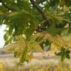 Liquidambar Styraciflua Aurea - Copalme D'Amérique -Naturelle Boutique Liquidambar styraciflua Aurea 84137 1