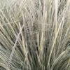 Lomandra White Sands -Naturelle Boutique Lomandra White Sands 85740 1