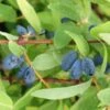 Lonicera Kamtschatica Sweet Myberry - Baie De Mai -Naturelle Boutique Lonicera kamtschatica Sweet Myberry 83043 1