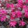 Loropetalum Chinense Plum Gorgeous -Naturelle Boutique Loropetalum chinense Plum Gorgeous IF 17198 1