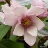 Magnolia Fairy Blush - Michelia Hybride -Naturelle Boutique Magnolia Fairy Blush 0536 1