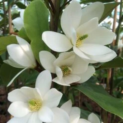 Magnolia Fairy White - Michelia Hybride