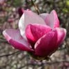 Magnolia March Till Frost -Naturelle Boutique Magnolia March Till Frost copyright 1002691 1