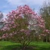 Magnolia Star Wars - Magnolia Campbellii (x) Liliiflora -Naturelle Boutique Magnolia Star Wars 82210 1