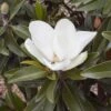 Magnolia Grandiflora Alta - -Naturelle Boutique Magnolia grandiflora Alta 84161 1