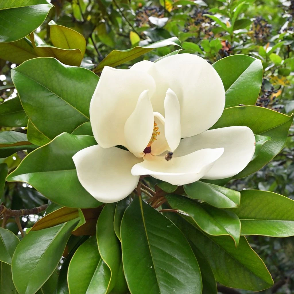 Magnolia Grandiflora Nana - Laurier-tulipier 3 Magnolia Grandiflora Nana - Laurier-tulipier