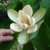 Magnolia Officinalis Biloba - Magnolia Officinal -Naturelle Boutique Magnolia officinalis biloba 87142 1