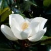 Magnolia Persistant D.d. Blanchard - Magnolias Grandiflora 1 Magnolia Persistant D.d. Blanchard - Magnolias Grandiflora -Naturelle Boutique Magnolia persistant Dd blanchard 85742 1