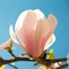 Magnolia Sprengeri Pink Beauty 2 Magnolia Sprengeri Pink Beauty -Naturelle Boutique Magnolia sprengeri Pink Beauty 84168 1