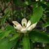 Magnolia Virginiana Glauca - Magnolia De Virginie 1 Magnolia Virginiana Glauca - Magnolia De Virginie -Naturelle Boutique Magnolia virginiana Glauca 84172 1