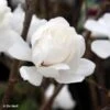 Magnolia Loebneri Wildcat -Naturelle Boutique Magnolia x loebneri Wildcat 87397 1