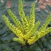 Mahonia Japonica Hivernant -Naturelle Boutique Mahonia Japonica Hivernant 781779 1