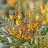 Mahonia Volcano -Naturelle Boutique Mahonia Volcano copyright 16583 1