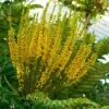 Mahonia Bealei -Naturelle Boutique Mahonia bealei 89656 1